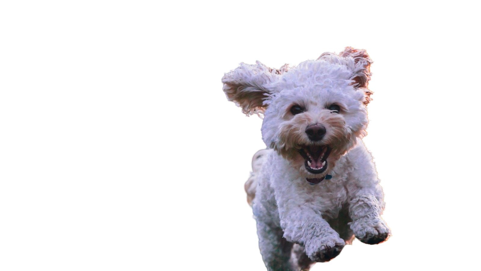 Фото животного с удалённым фоном, виден прозрачный клетчатый фон