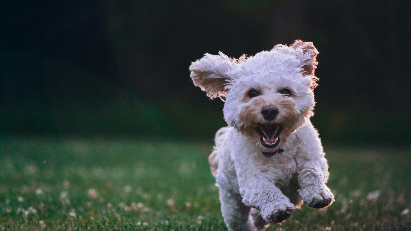 Фото животного до удаления фона